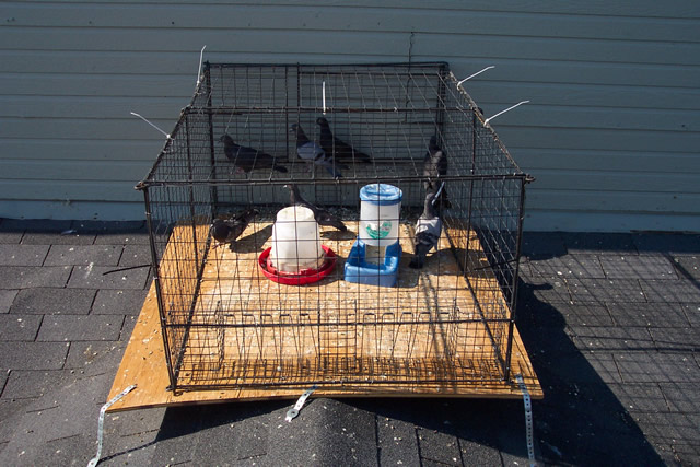 Allstate Animal Control, wire pigeon trap